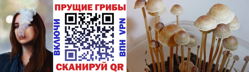 кракен сайт  Пролетарск  Псилоцибиновые грибы GOLDEN TEACHER 